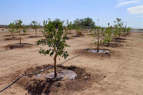 آبیاری قطره ای