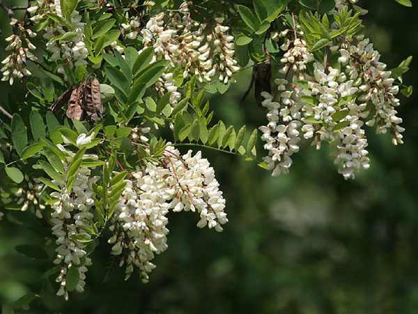 فضای سبز