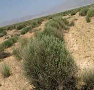 آتریپلکس